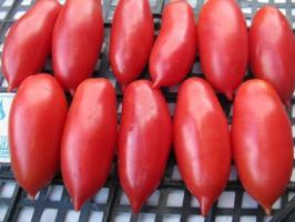 Pomidor „Scarlet świece”. Cechy odmiany
