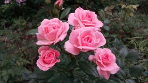 Róże w ogrodzie dla „opornych”: 5 zasad dla tych, którzy zdecydują się posadzić kwiaty
