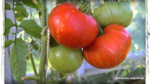 6 najlepszych odmian pomidorów w szklarni i na otwartym polu