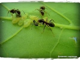 Jak mogę pozbyć się mrówek na jeden dzień w kraju, ze względu na jod