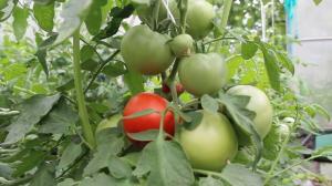 Obchodzi pomidorów w sierpniu, ze znajomością sprawy. Owocniki do maksimum