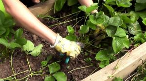 ⚡ sierpnia - czas przycinać i nawozić truskawki w ogrodzie. Zbiorów w przyszłym roku będzie lepiej!