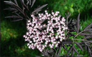 Sambucus nigra, gatunek czarnej koronki - dekoracyjny efekt w swoim ogrodzie