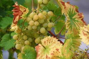 Jak prawidłowo obsadzone winogron w otwartym terenie