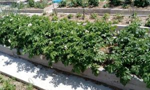 Unikalna metoda uprawy ziemniaków - słomka