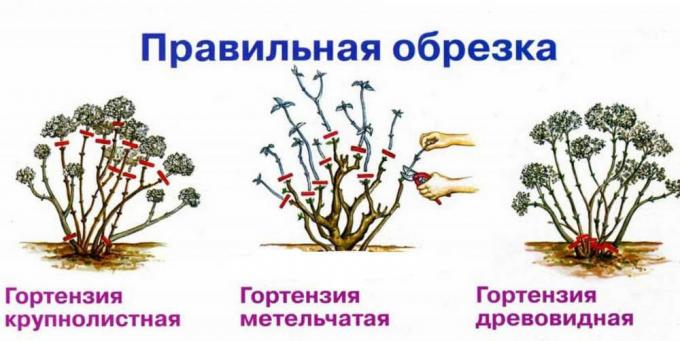 Schemat jesienią upraw różnych gatunków (hortensja http://fruittree.ru/wp-content/uploads/2017/07/Obrezka.jpg)