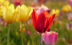4 tulipanów sposób osadzania. Chronić żarówki przed gryzoniami