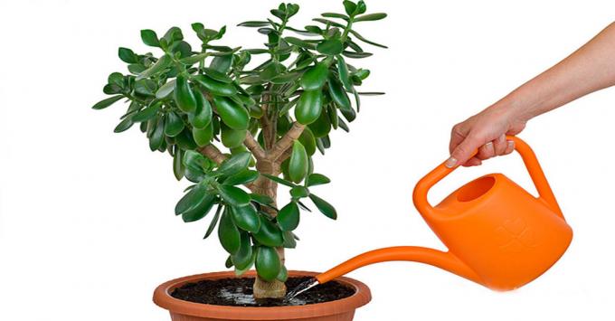Jade - roślina do nawadniania, które powinny być traktowane z ostrożnością