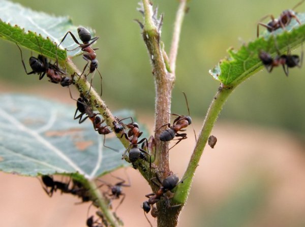 Oni nie mają miejsca na naszej stronie internetowej! Zdjęcia z agronomu.com