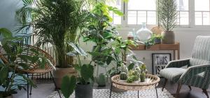 Które rośliny rosnące w pomieszczeniach będzie doskonały wygląd w wewnętrznym korytarzu, sypialni czy kuchni. 7 pomysłów