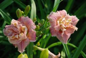 Top 5 najlepszych nowoczesnych odmian daylilies