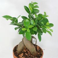 Pielęgnacja Ficus Ginseng w domu