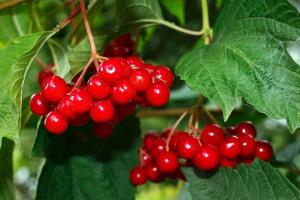Kalina czerwony - Super zdrowe jagody. Jak obsługiwać i przechowywać zimą