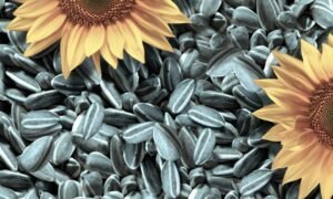 Korzyści i szkód z nasion słonecznika dla organizmu