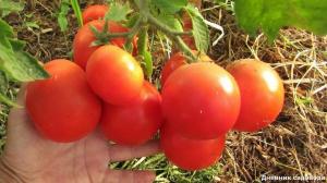 Zwiększenie wydajności i liczby jajników u pomidorów