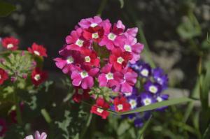 Verbena - piękny kwiat o przyjemnym zapachu, na którym można prawie dbać