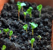7 środków do walki z formy, na podłożu z sadzonek
