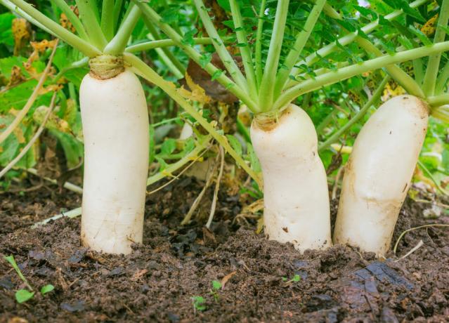 Rzodkiewka w ogrodzie: warzywa korzeniowe soczysty jest dobry do sałatek