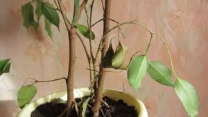 Piękny Ficus Benjamin traci liście? Kilka prostych wskazówek, aby pomóc roślinie