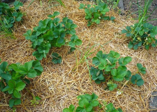 4 głupie błędy podczas roślin mulczowania | Ogród i ogrodnictwo