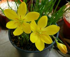 Niezwykłe Flower „Zephyranthes” (dorobkiewicz): opieka w domu