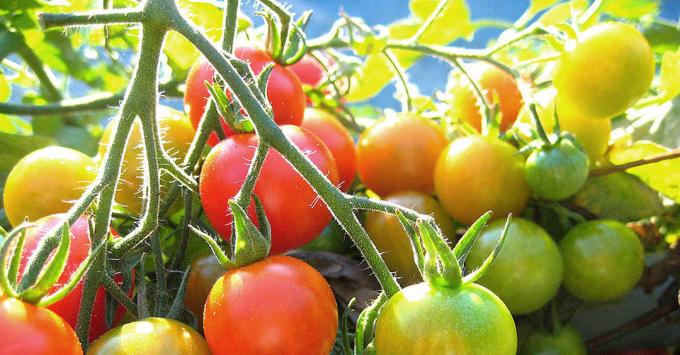 Dojrzewanie pomidorów: Zdjęcie z Internetu