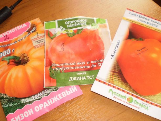 pomidory mid-grade: Byczy serca, Gina TST, Żubr pomarańczowy