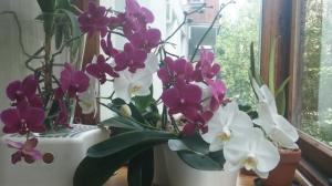 Co trzeba wiedzieć o Phalaenopsis. Niektóre funkcje uprawy