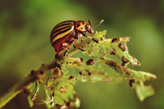Dlaczego nie może wypchnąć chrząszczy Colorado? | ZikZak