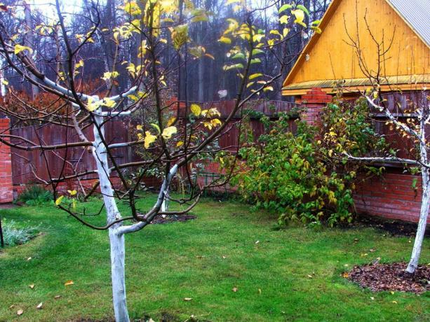 Jesienny ogród na daczy. Zdjęcia (dachaa.ru)