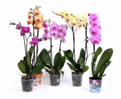 3 poprawne sposoby zrujnować Phalaenopsis