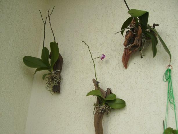Storczyki bloku - sposobu uprawy storczyka Phalaenopsis, tak blisko jak to możliwe do naturalnych warunków. Tak, to wygląda dziwnie, ale to jest jak kwiat kryty rośnie w tropikach!