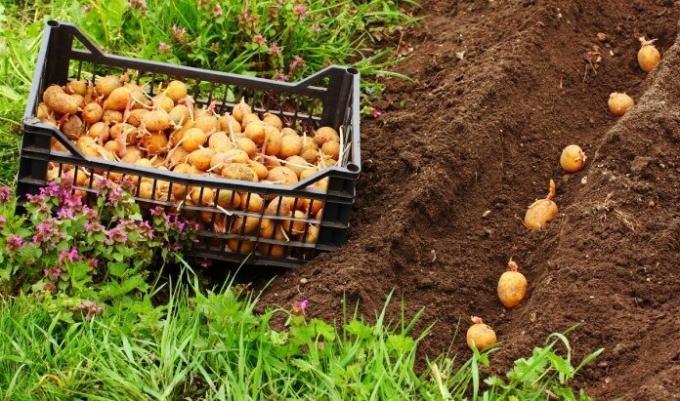 Którzy zostaną ukarane za ziemniaki do sadzenia osobisty? | ZikZak