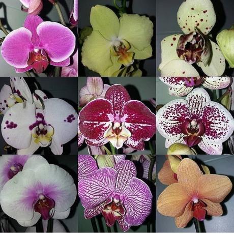 Różnorodność Phalaenopsis