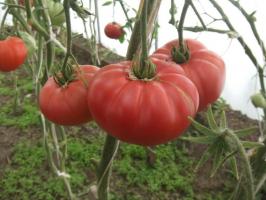 Znani Minusinsk pomidor. Odmiany, które są testowane czas