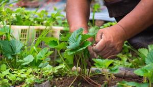Przetwarzanie i nawożenia truskawek w sierpniu: krzewów i roślin zdrowie jest w naszych rękach