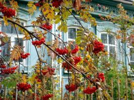 Och, Matka Rosja: 6 rośliny do ogrodu z barw narodowych