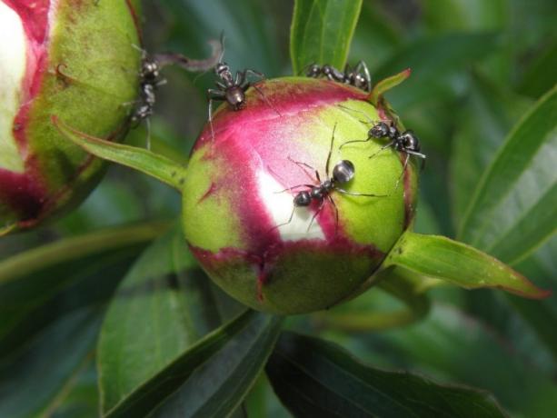 Dlaczego mrówki są tak lubi piwonii? Odpowiedź jest prosta: oni regale słodki nektar. Jest to zdjęcie, a następnie pobierane z Internetu