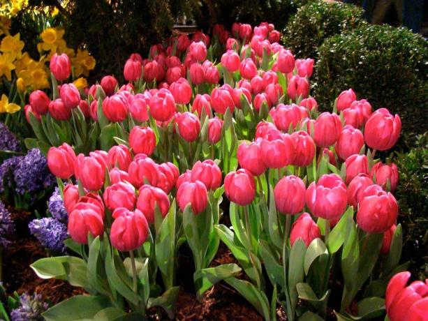 Tulipany opieki i opieki wymaga nie mniej niż innych roślin w ogrodzie