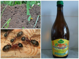 Jak pozbyć się mrówek na wiosnę: wynik po 30 minutach
