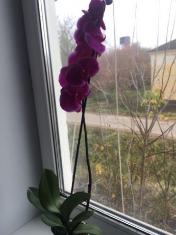 Phalaenopsis strzałka kwitnienie