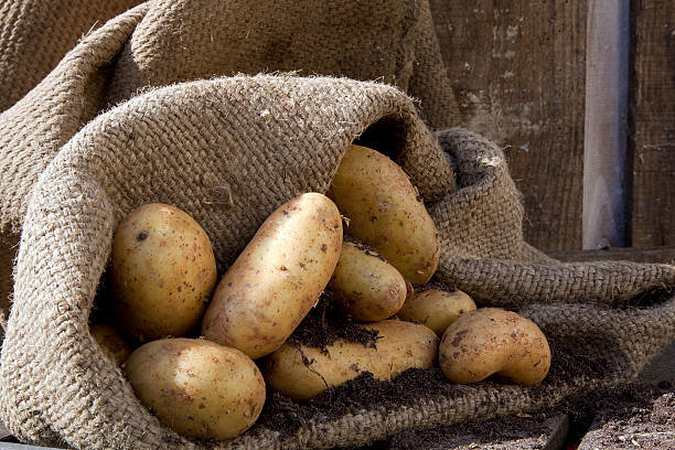 Zwolnieniu doskonale pomaga ziemniaki przechowywane bez strat