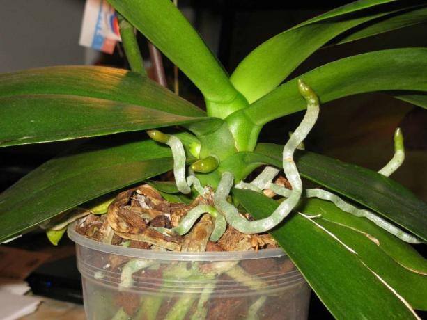 korzeniami rosną storczyki Phalaenopsis dożywotnia