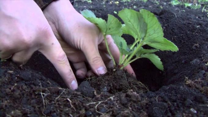 Sadzenie młodych truskawka (teplica-exp.ru)