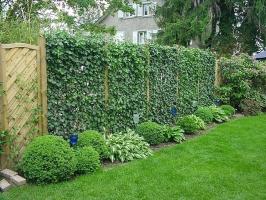 Alternatywą dla ogrodzenia: zalety i wady żywopłotu. Wybór ciekawą odmianę zielonych ogrodzeń