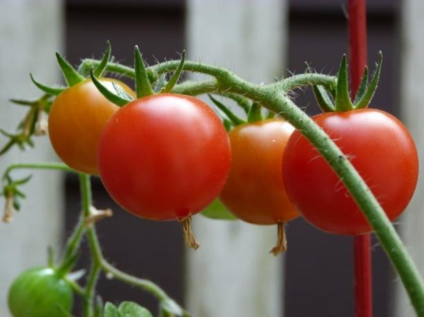 młody tomatiki