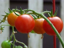 Dlaczego doświadczeni hodowcy pomidorów podawany jod?