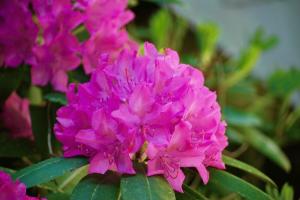 Wrzos czas, lub gdy najlepiej rododendronów roślin - wiosna lub jesień