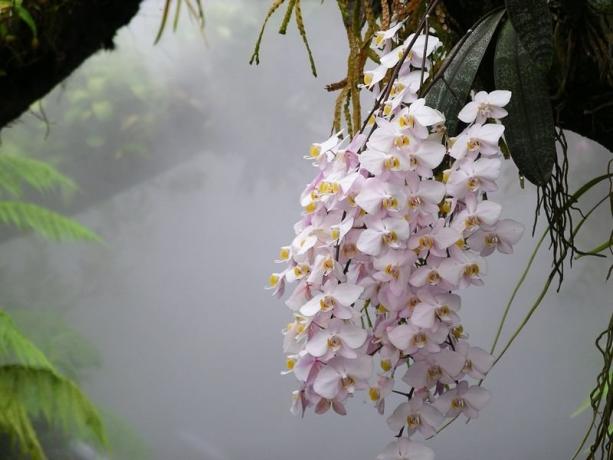 Phalaenopsis orchidea w środowisku naturalnym. Zdjęcia do artykułu, wziąłem z Internetem