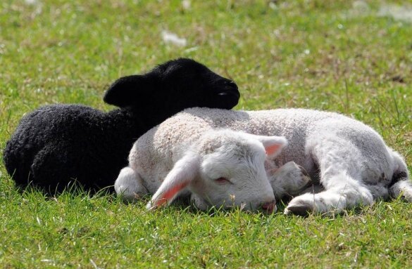 Lamb do sześciu miesięcy będzie wystarczająco trawy lub siana, to będzie konieczne, aby powoli dodawać do diety ziarna.